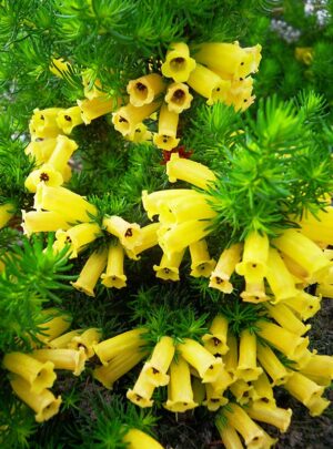 Erica Gengold 15cm Pot