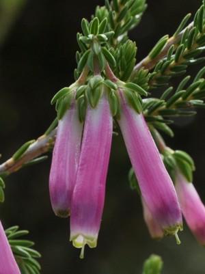 Erica Daphianna 15cm Pot