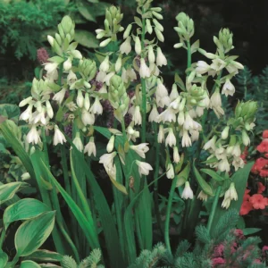Galtonia Candicans Bulbs