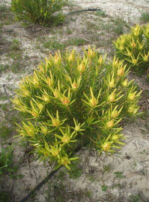 Leucadendron African Gold 15cm pot