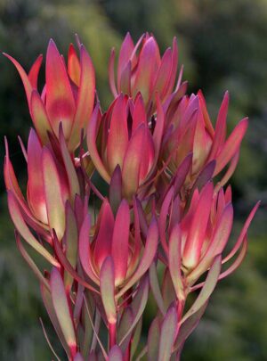 Leucadendron Amy 22cm Pot