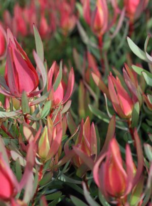 leucadendron_harlequin_feature_image.jpg Leucadendron Harlequin 15cm pot