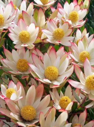 Leucadendron Harvest 15cm pot