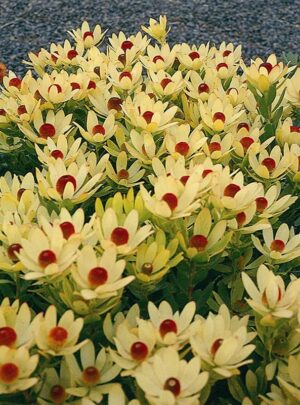 Leucadendron Summer Sun 15cm pot