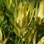 Leucadendron Yellow Devil 15cm pot