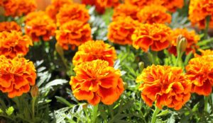 Marigold 4 Pack Tray Various Colours