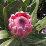 pink-ice-scaled-1.jpg Pink Ice Protea 15cm Pot