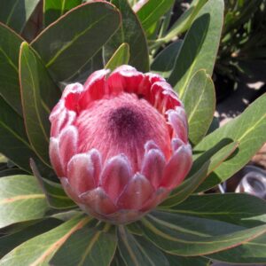 Pink Ice Protea 15cm Pot