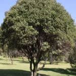 Euclea Crispa 200lt Common Name: Blue Guarri