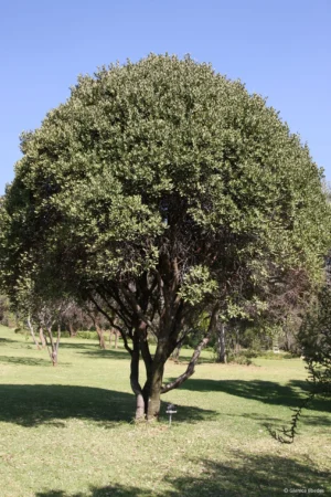 Euclea Crispa 200lt Common Name: Blue Guarri