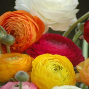 Ranunculus Bulbs for sale at clicknplant nursery