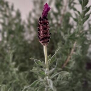 Lavender Stoechas Purple 4 Pack Tray