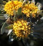 Sweet Sally Leucospermum (pincushion) 15cm Pot