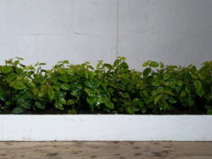 Ficus Pumila 128 Plug Tray
