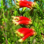 Erica Versicolor 15cm Pot