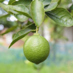 Tahiti Bear Lime 20lt