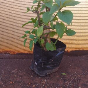 Plectranthus eklonii 3L Plectranthus eklonii 3L