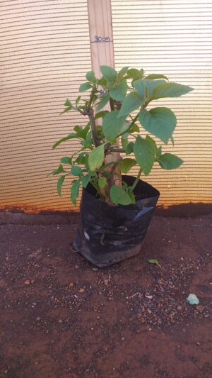 Plectranthus eklonii 3L