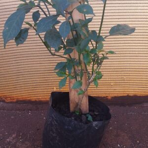 Mackaya Bella 3lt Mackaya Bella 3lt