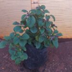 Plectranthus ciliatus 3L