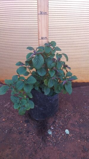 Plectranthus ciliatus 3L Plectranthus ciliatus 3L