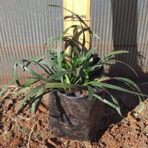 Liriope muscarii 2L Liriope muscarii 2L