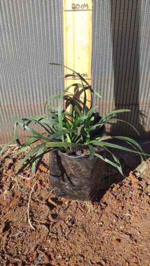 Liriope muscarii 2L
