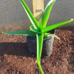 Bulbine Natalensis 2lt