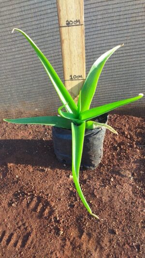Bulbine Natalensis 2lt