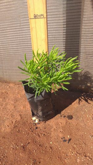 Senecio Barbetonicus 2lt Senecio Barbetonicus 2lt
