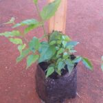Halleria Lucida 2lt