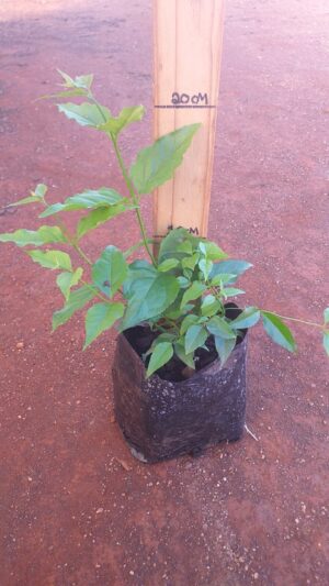 Halleria Lucida 2lt