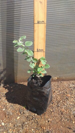 Helichrysum Petiolare 2lt