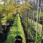 Caesalpinia Ferrea 40lt Tree Caesalpinia Ferrea 40lt Tree