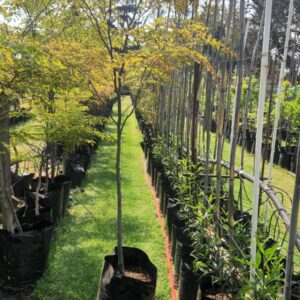 Caesalpinia Ferrea 40lt Tree