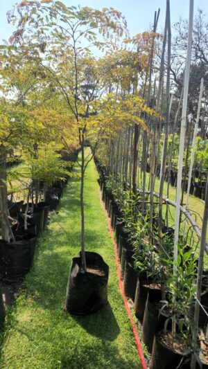 Caesalpinia Ferrea 40lt Tree