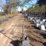 Caesalpinia Ferrea 100lt Tree