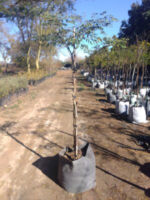 Caesalpinia Ferrea 100lt Tree Caesalpinia Ferrea 100lt Tree