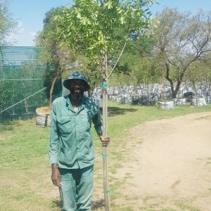 Bolusanthus Speciosus 100lt Common Name: Tree Wisteria