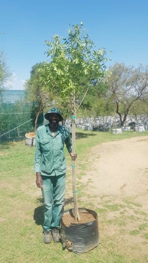 Bolusanthus Speciosus 100lt Common Name: Tree Wisteria