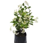 Trachelospermum Jasminoides 10lt Star Jasmine