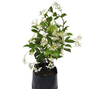 Trachelospermum Jasminoides 10lt Star Jasmine
