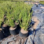 Freylinia Tropica (White) 10lt