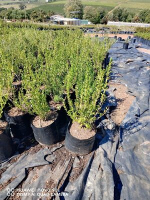 Freylinia Tropica (White) 10lt