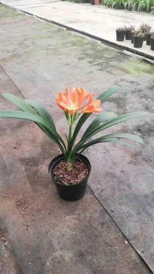 Belgium Hybrid Clivia 17cm