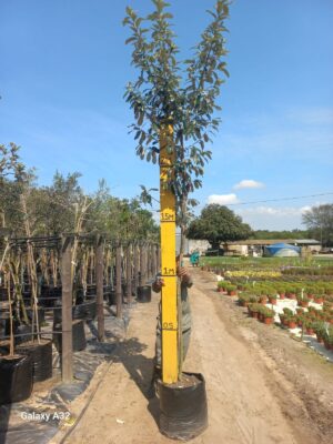 1000055033.jpg Brachylaena Discolor 50lt