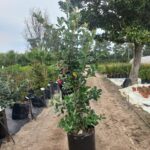 1000055073.jpg Brachylaena Discolor 50lt