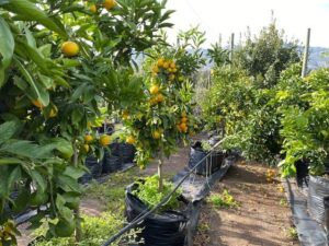 Novelty Naartjie 100lt - Citrus unshiu