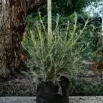 Buddleja Saligna 10lt