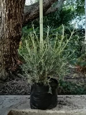 Buddleja Saligna 10lt